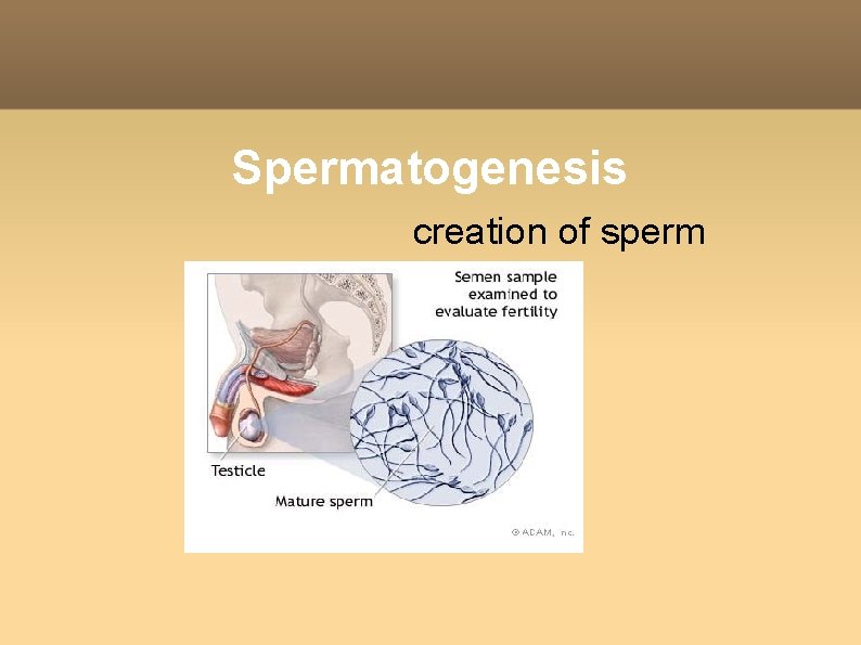 Spermatogenesis creation of sperm 
