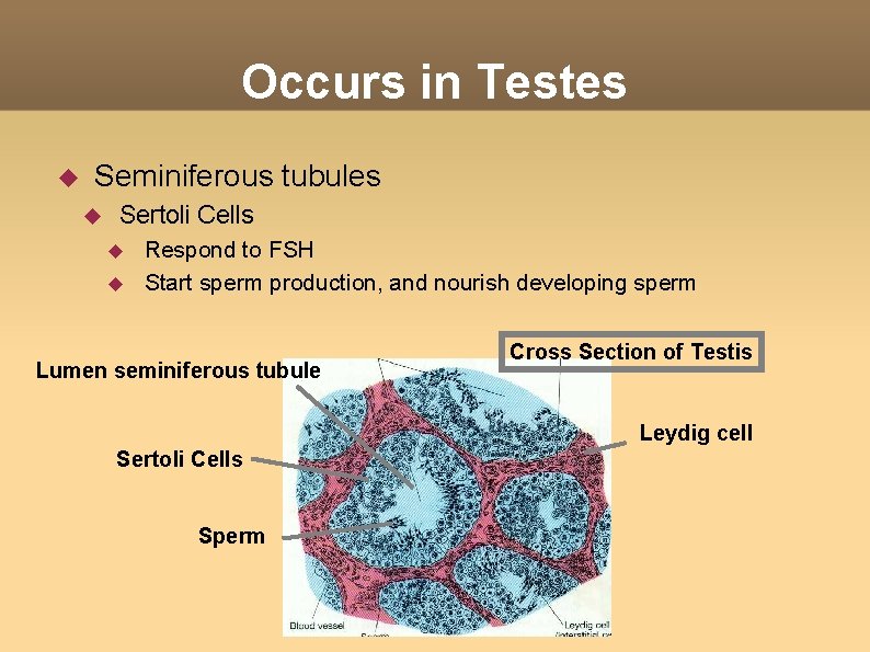 Occurs in Testes Seminiferous tubules Sertoli Cells Respond to FSH Start sperm production, and