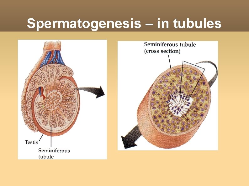 Spermatogenesis – in tubules 
