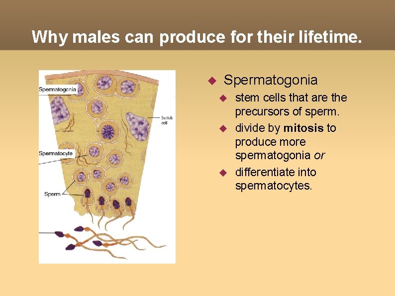 Why males can produce for their lifetime. Spermatogonia stem cells that are the precursors