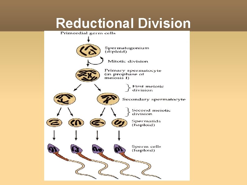 Reductional Division 