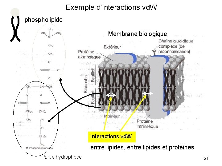 Exemple d’interactions vd. W phospholipide Membrane biologique Interactions vd. W entre lipides, entre lipides