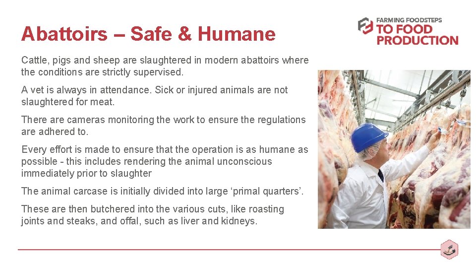 Abattoirs – Safe & Humane Cattle, pigs and sheep are slaughtered in modern abattoirs