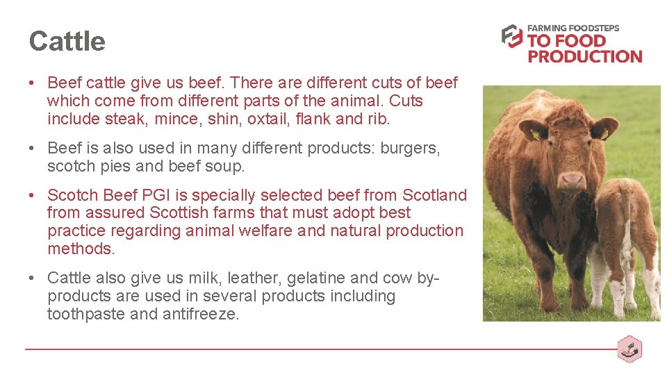 Cattle • Beef cattle give us beef. There are different cuts of beef which