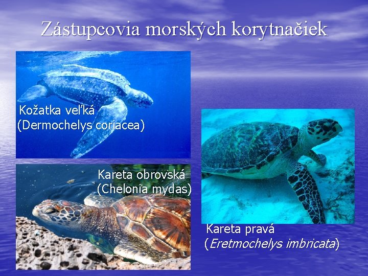 Zástupcovia morských korytnačiek Kožatka veľká (Dermochelys coriacea) Kareta obrovská (Chelonia mydas) Kareta pravá (Eretmochelys