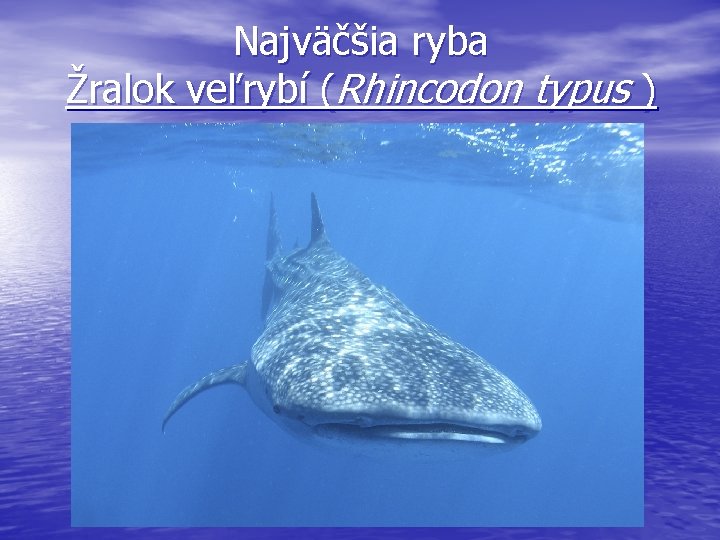 Najväčšia ryba Žralok veľrybí (Rhincodon typus ) 