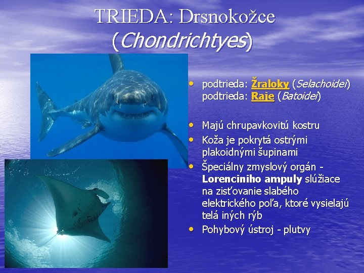 TRIEDA: Drsnokožce (Chondrichtyes) • podtrieda: Žraloky (Selachoidei) podtrieda: Raje (Batoidei) • Majú chrupavkovitú kostru