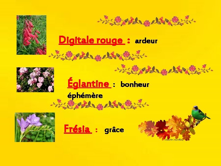 Digitale rouge : Églantine : bonheur éphémère Frésia ardeur : grâce 