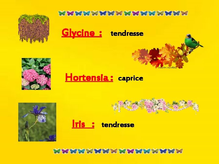 Glycine : tendresse Hortensia : Iris : caprice tendresse 