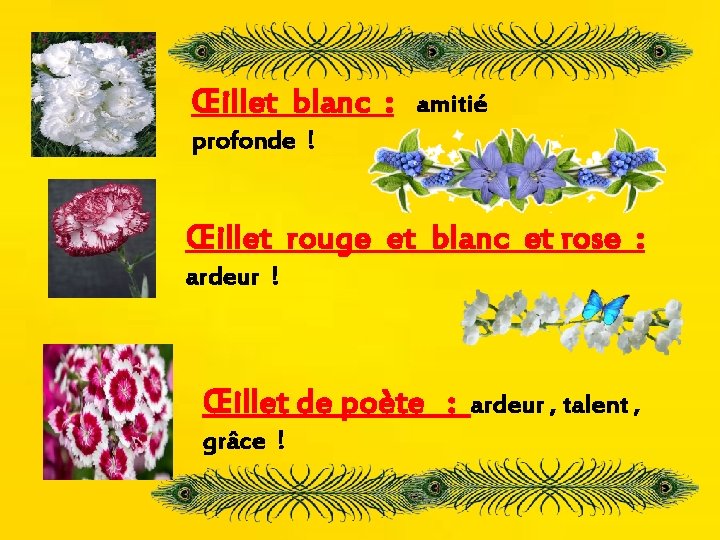 Œillet blanc : amitié profonde ! Œillet rouge et blanc et rose : ardeur