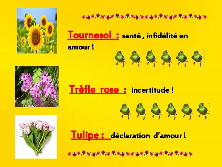 Tournesol : santé , infidélité en amour ! Trèfle rose : Tulipe : incertitude