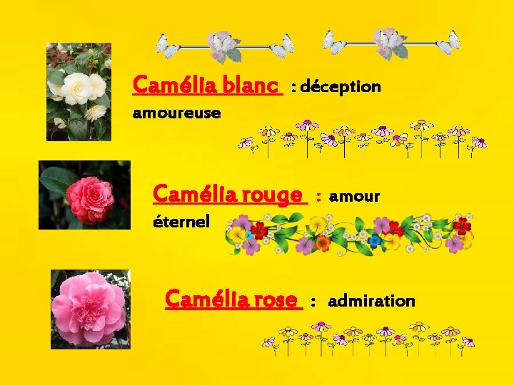 Camélia blanc : déception amoureuse Camélia rouge : amour éternel Camélia rose : admiration