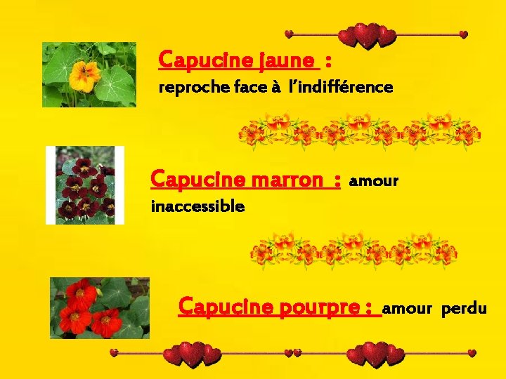 Capucine jaune : reproche face à l’indifférence Capucine marron : amour inaccessible Capucine pourpre