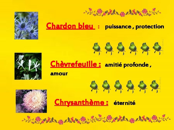 Chardon bleu : puissance , protection Chèvrefeuille : amitié profonde , amour Chrysanthème :