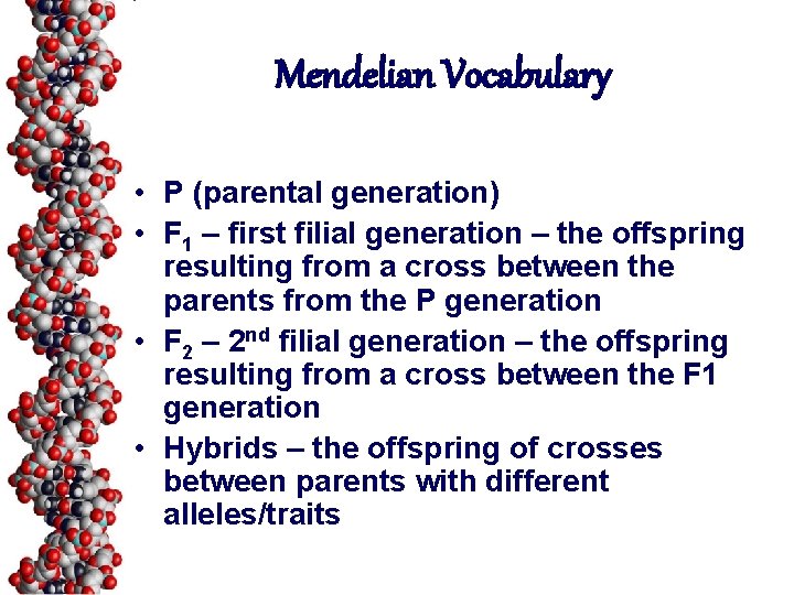 Mendelian Vocabulary • P (parental generation) • F 1 – first filial generation –