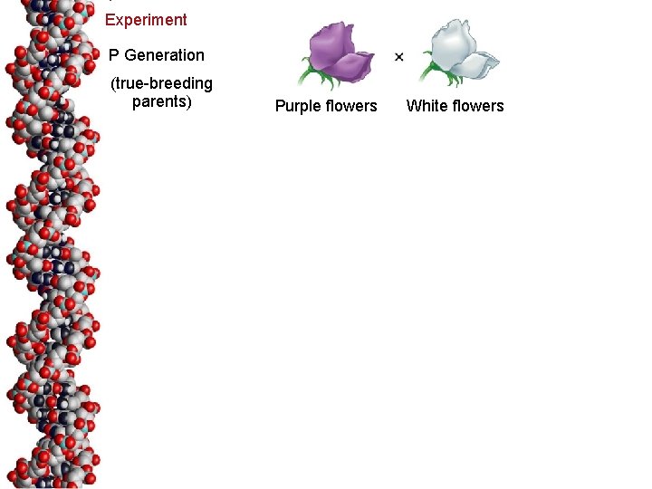 Experiment P Generation (true-breeding parents) Purple flowers White flowers 