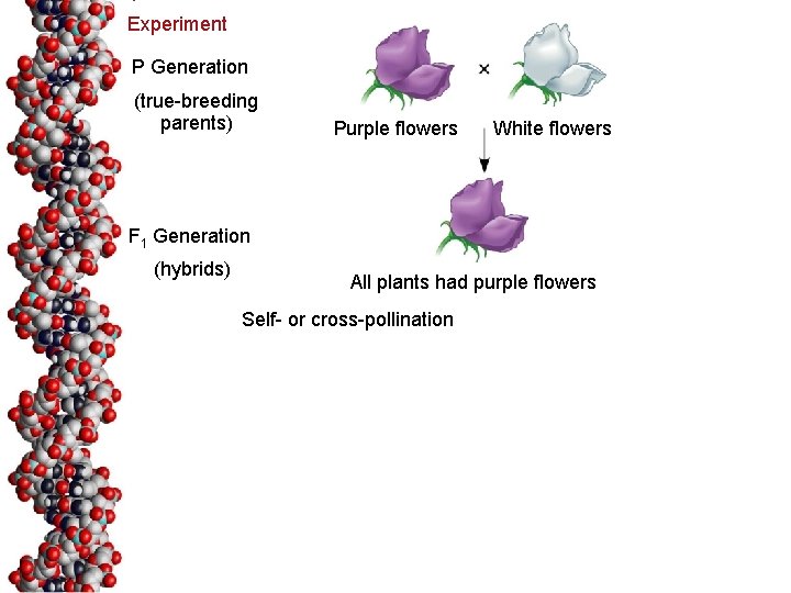 Experiment P Generation (true-breeding parents) Purple flowers White flowers F 1 Generation (hybrids) All