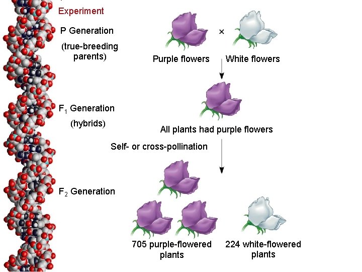 Experiment P Generation (true-breeding parents) Purple flowers White flowers F 1 Generation (hybrids) All