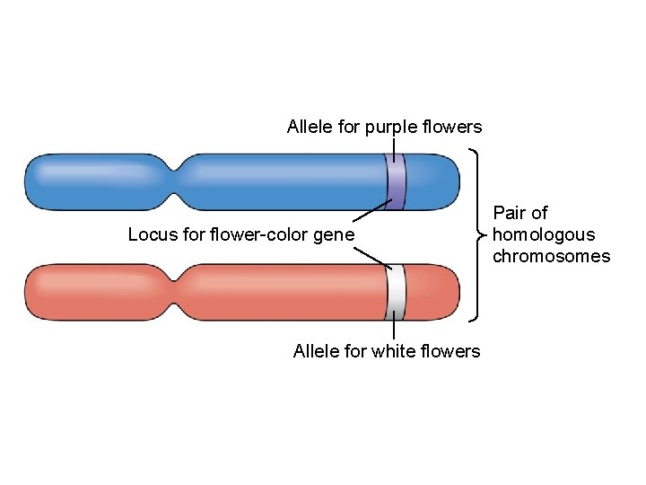 Allele for purple flowers Locus for flower-color gene Allele for white flowers Pair of