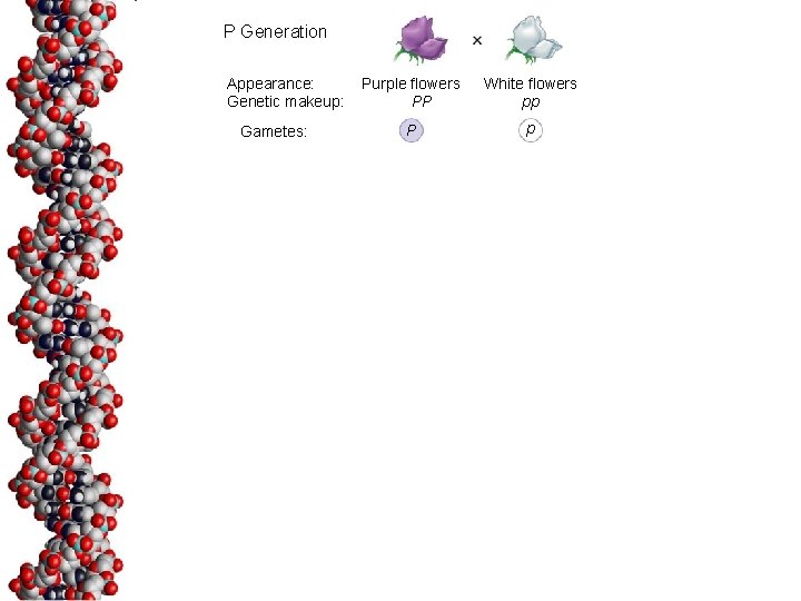 P Generation Appearance: Genetic makeup: Gametes: Purple flowers PP White flowers pp P p