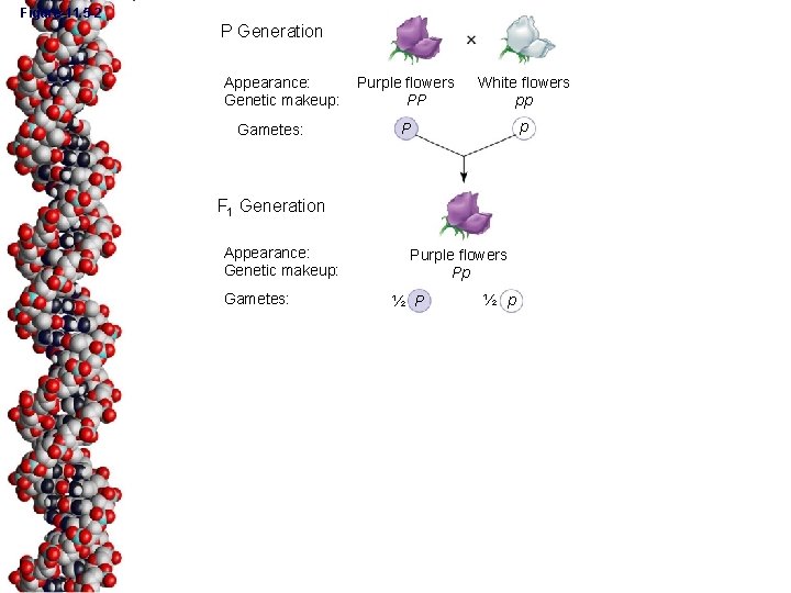 Figure 11. 5 -2 P Generation Appearance: Genetic makeup: Gametes: Purple flowers PP White