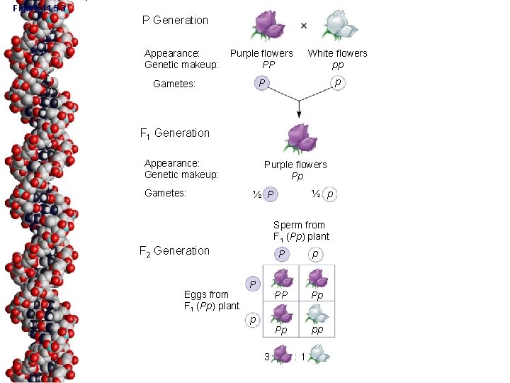 Figure 11. 5 -3 P Generation Appearance: Genetic makeup: Purple flowers PP White flowers