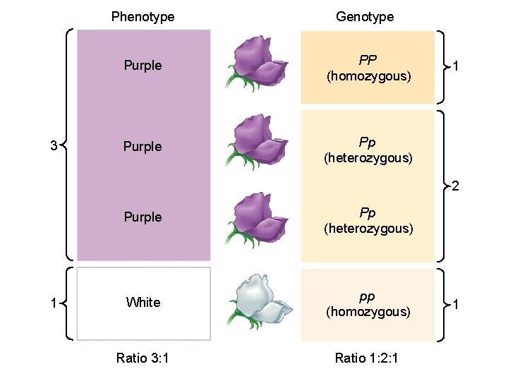 Phenotype 3 Genotype Purple PP (homozygous) Purple Pp (heterozygous) 1 2 1 Purple Pp