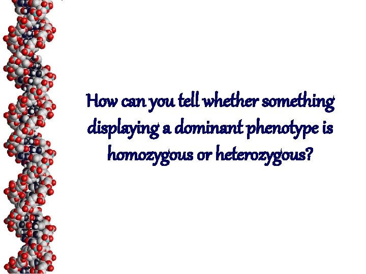 How can you tell whether something displaying a dominant phenotype is homozygous or heterozygous?