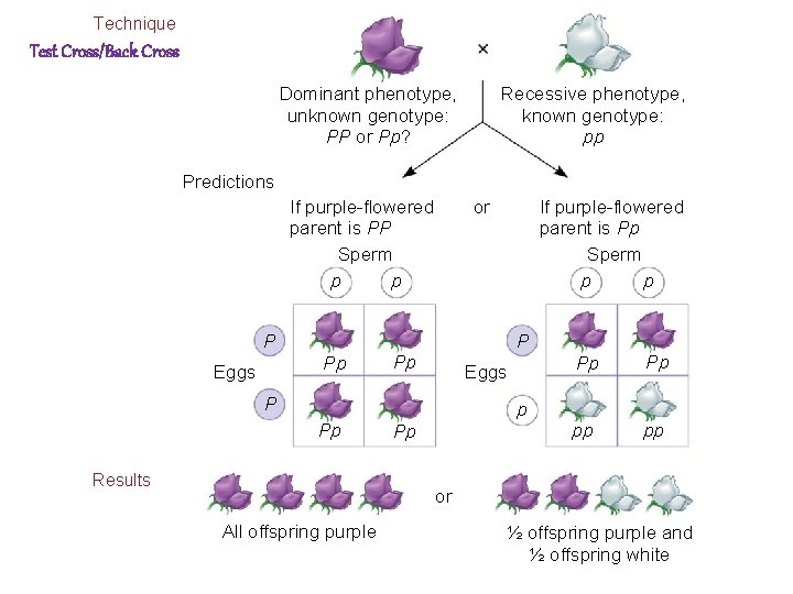 Technique Test Cross/Back Cross Dominant phenotype, unknown genotype: PP or Pp? Recessive phenotype, known