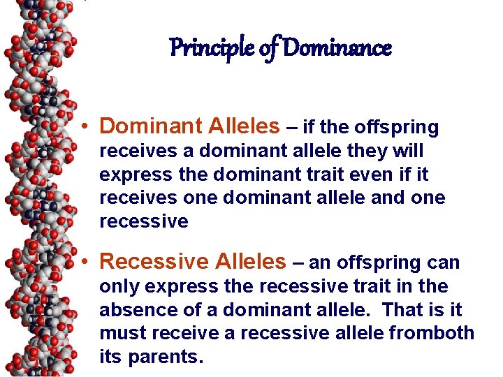 Principle of Dominance • Dominant Alleles – if the offspring receives a dominant allele