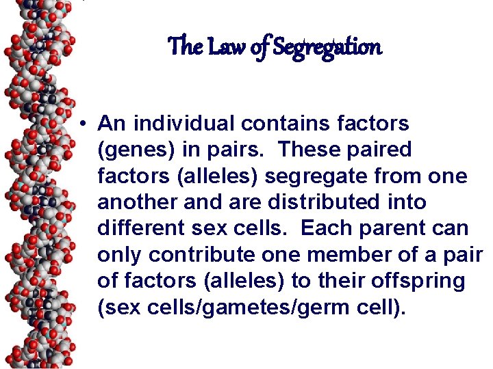 The Law of Segregation • An individual contains factors (genes) in pairs. These paired