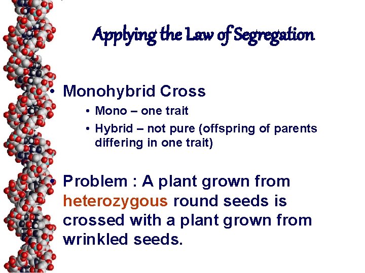 Applying the Law of Segregation • Monohybrid Cross • Mono – one trait •