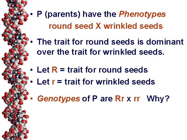  • P (parents) have the Phenotypes round seed X wrinkled seeds • The
