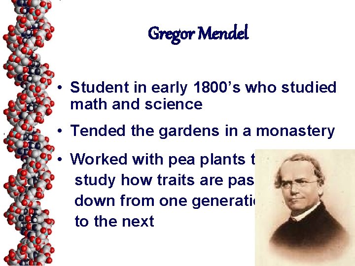 Gregor Mendel • Student in early 1800’s who studied math and science 1 •