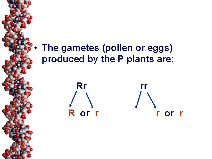  • The gametes (pollen or eggs) produced by the P plants are: Rr