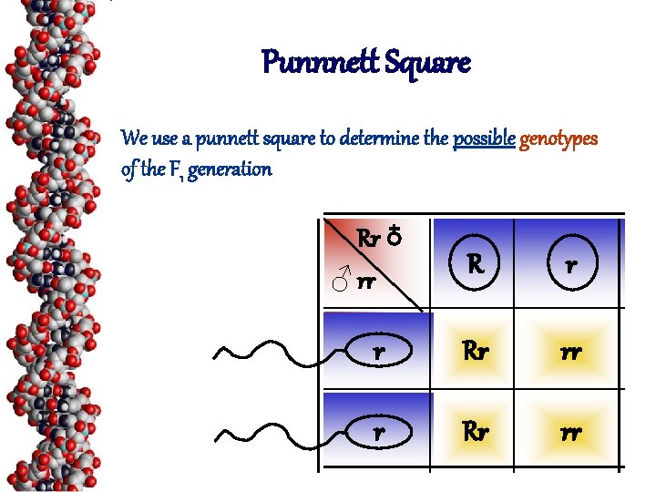 Punnnett Square We use a punnett square to determine the possible genotypes of the