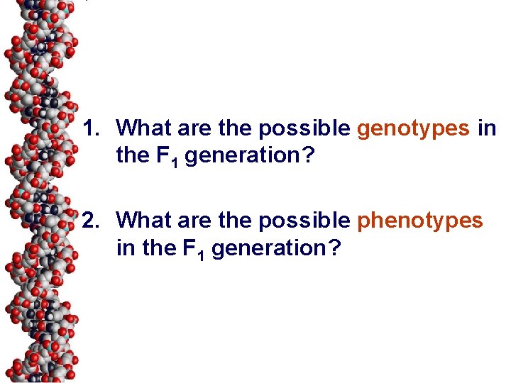 1. What are the possible genotypes in the F 1 generation? 2. What are