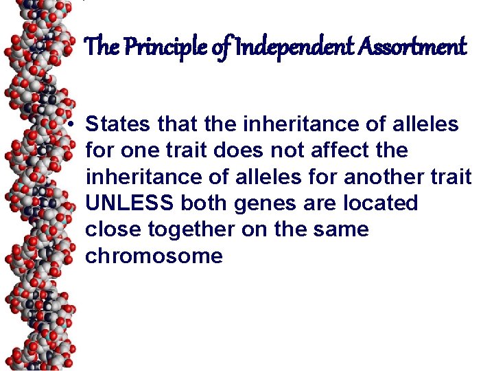 The Principle of Independent Assortment • States that the inheritance of alleles for one