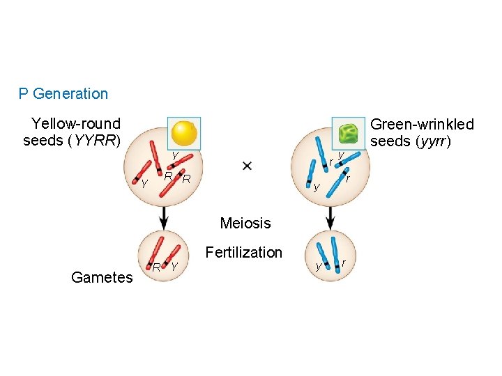 P Generation Yellow-round seeds (YYRR) Y Y r R R y r y Meiosis