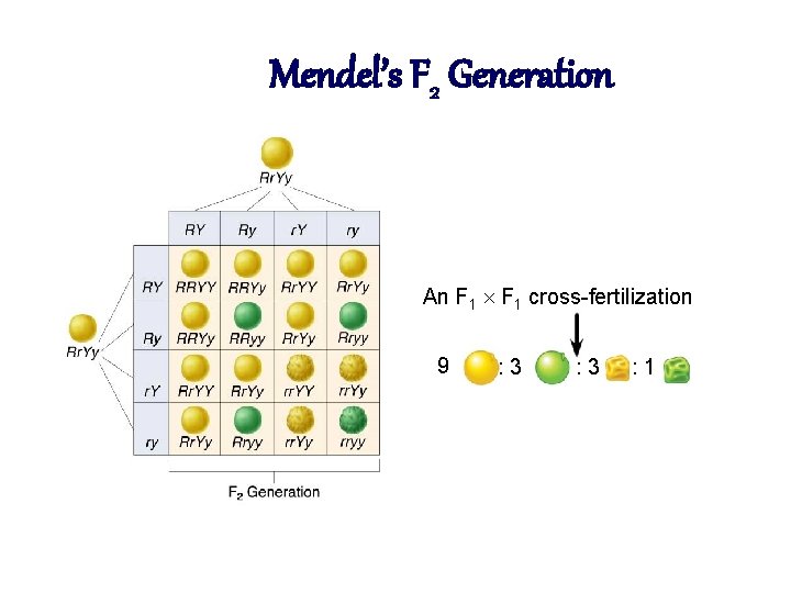 Mendel’s F 2 Generation An F 1 cross-fertilization 9 : 3 : 1 