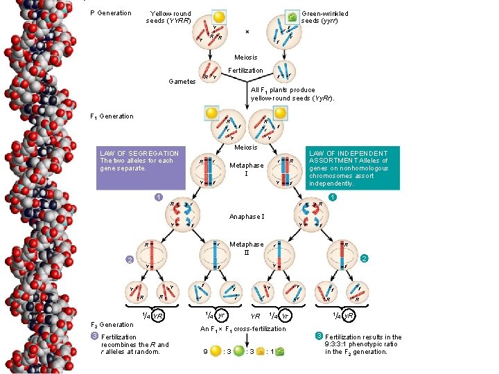P Generation Yellow-round seeds (YYRR) Y r R R Y Green-wrinkled seeds (yyrr) y