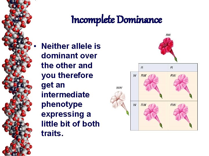 Incomplete Dominance • Neither allele is dominant over the other and you therefore get