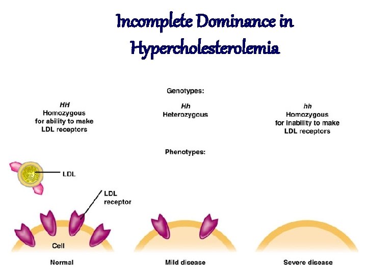 Incomplete Dominance in Hypercholesterolemia 