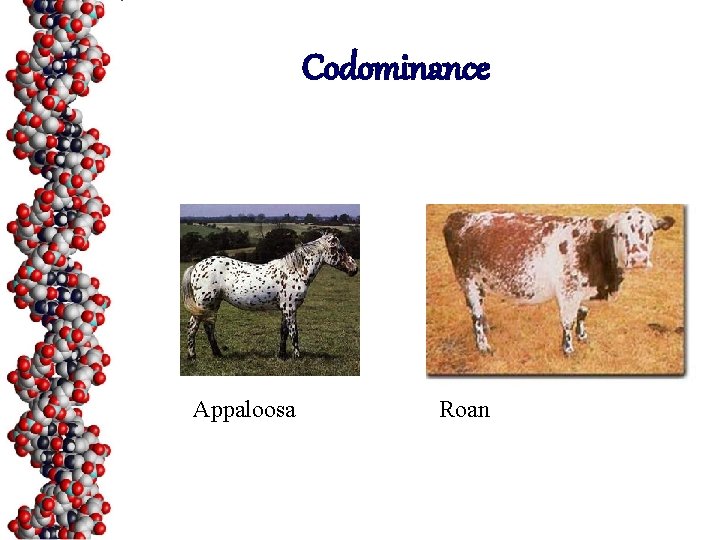 Codominance Appaloosa Roan 