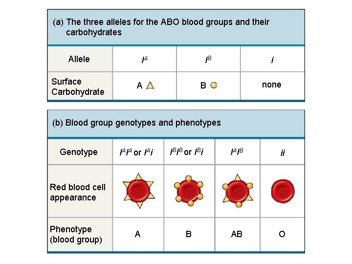 (a) The three alleles for the ABO blood groups and their carbohydrates Allele Surface