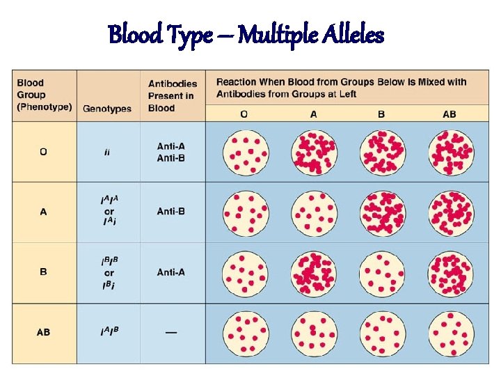 Blood Type – Multiple Alleles 