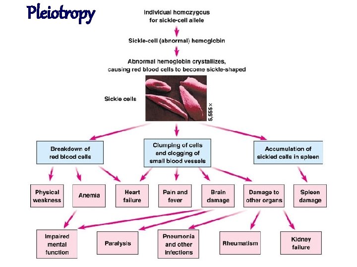 Pleiotropy 