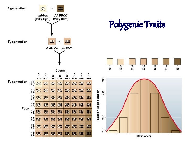 Polygenic Traits 