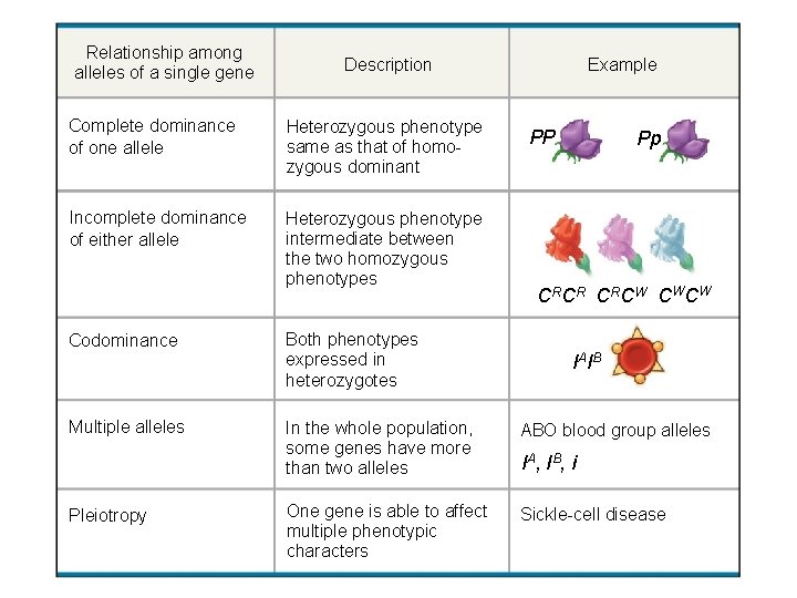 Relationship among alleles of a single gene Description Complete dominance of one allele Heterozygous