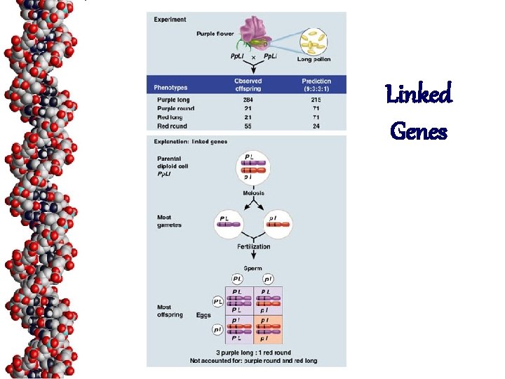 Linked Genes 